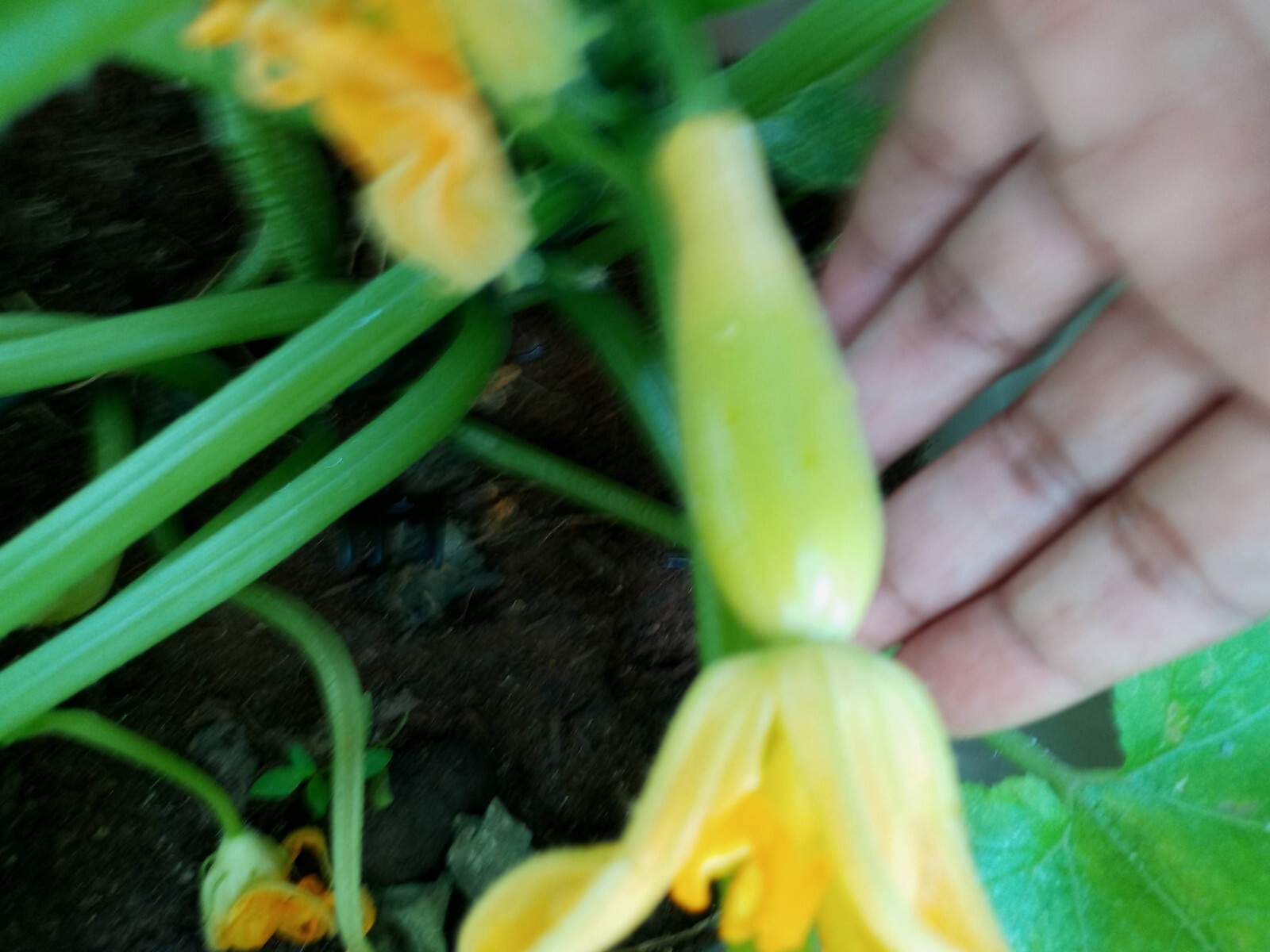 3 Pack -Live -Vegetable Summer Squash Seedling Plugs 30 days old, 2″ to 4″ tall