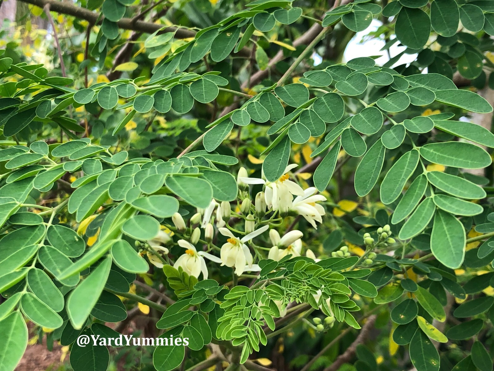 10 Moringa Tree SEEDS Moringa Oleifera Miracle Drumstick Tree Seeds 2 Plant USA