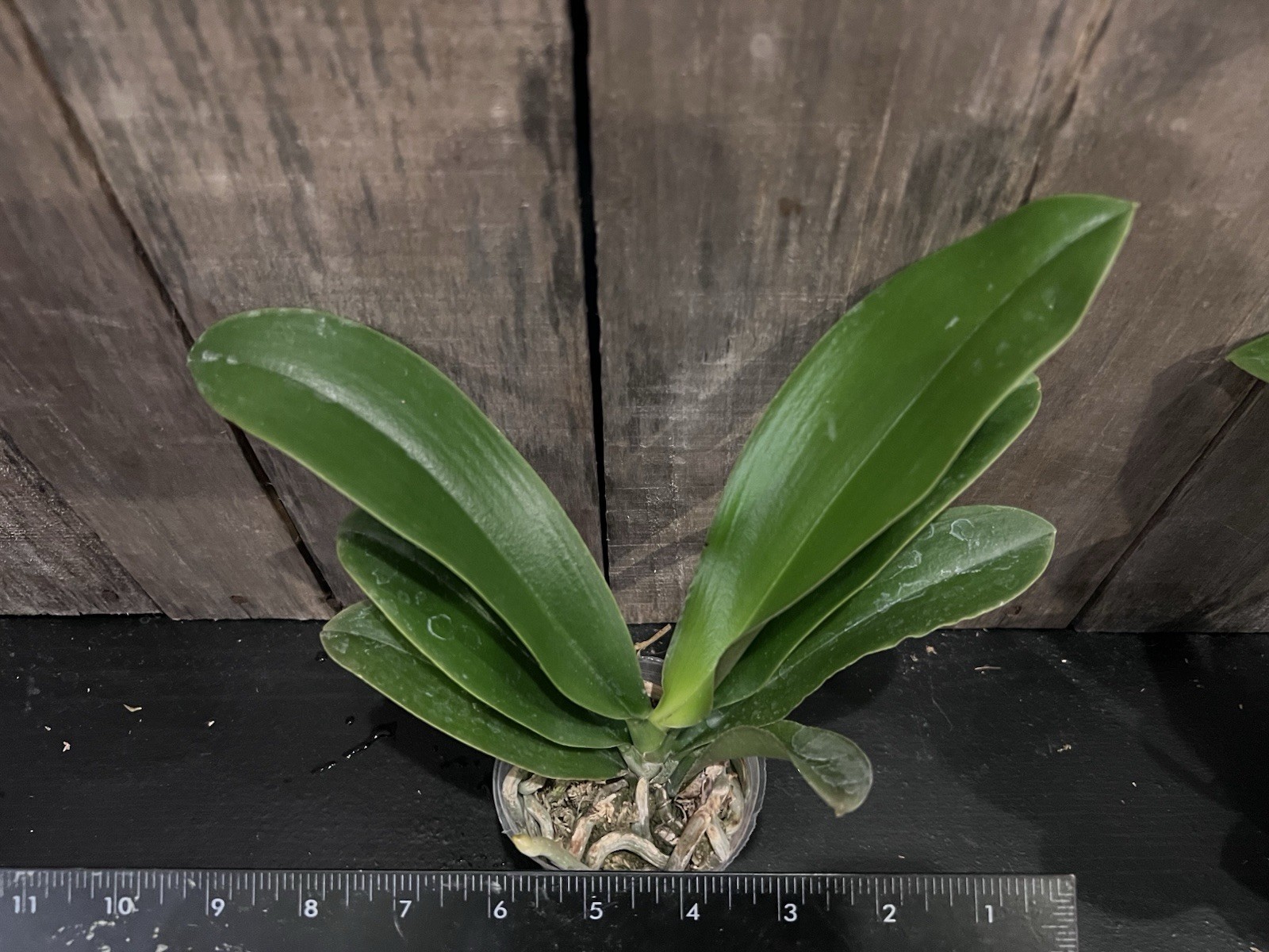 Phal. Unique Yellow Diana, Mericlone, Blooming Size, FREE Shipping