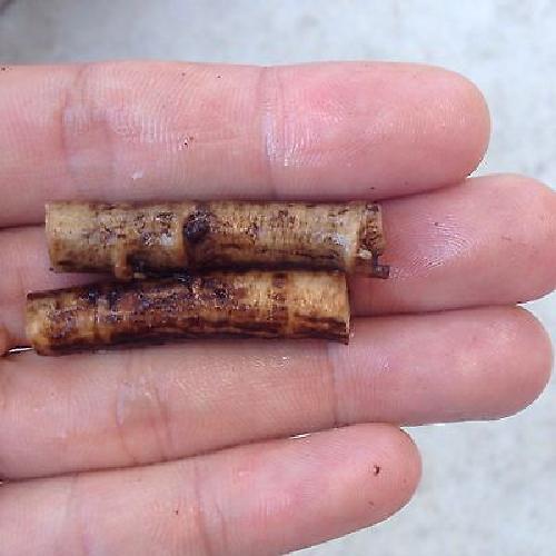Russian Comfrey Live Root Cuttings – Bocking 4 Cultivar