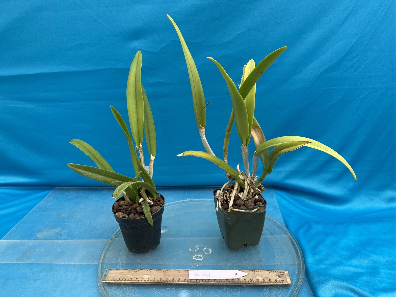 Brassocattleya Kay Purple White Fragrant Orchid Hybrid New Division 4” Pot