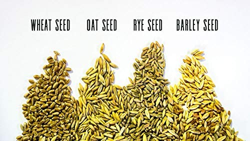 Thunder Acres Cat Grass Blend – Wheat, Barley, Oats, And Rye Seed Mix