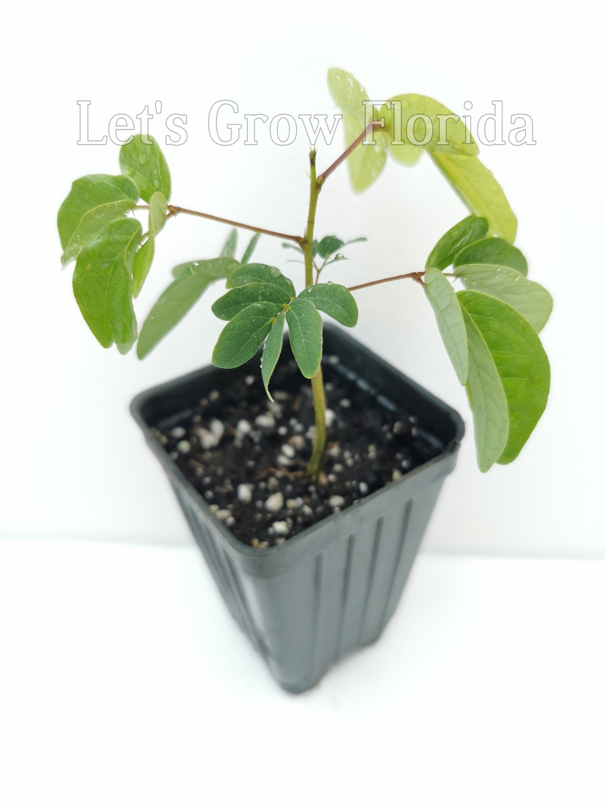 Dwarf Powder Puff Tree Plant Calliandra haematocephala x surinamensis, Nana Trop