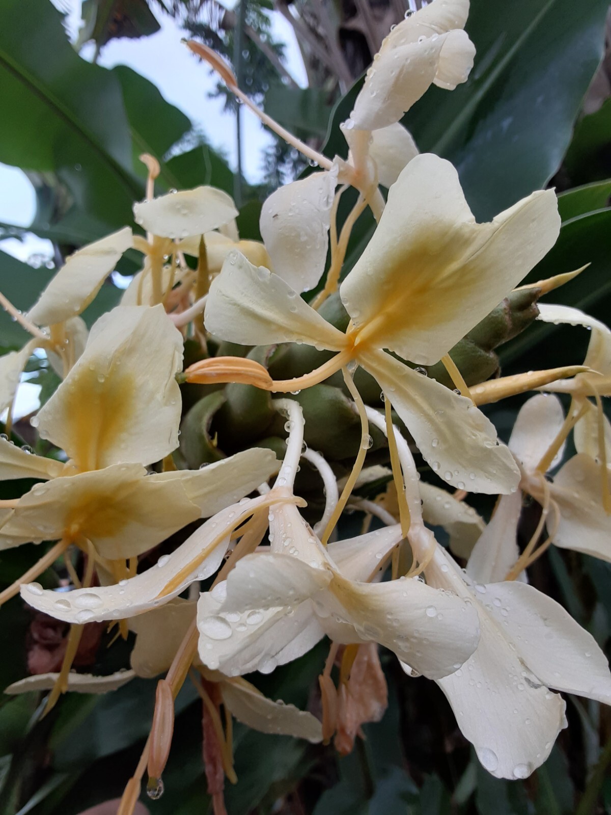 2x Yellow butterfly ginger rhizomes with stalk. Very fragrant with many flowers.