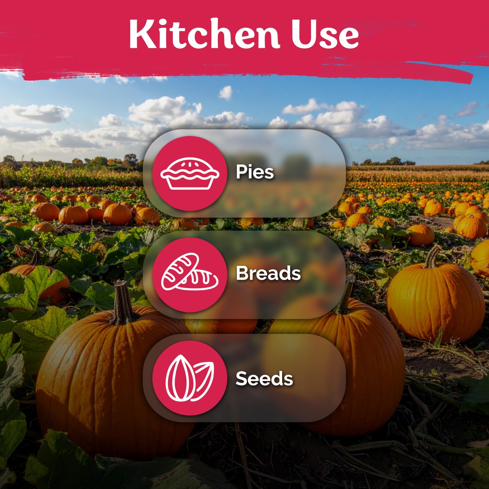 KVITER 25 Big Max Pumpkin Seeds for Planting (Cucurbita pepo)