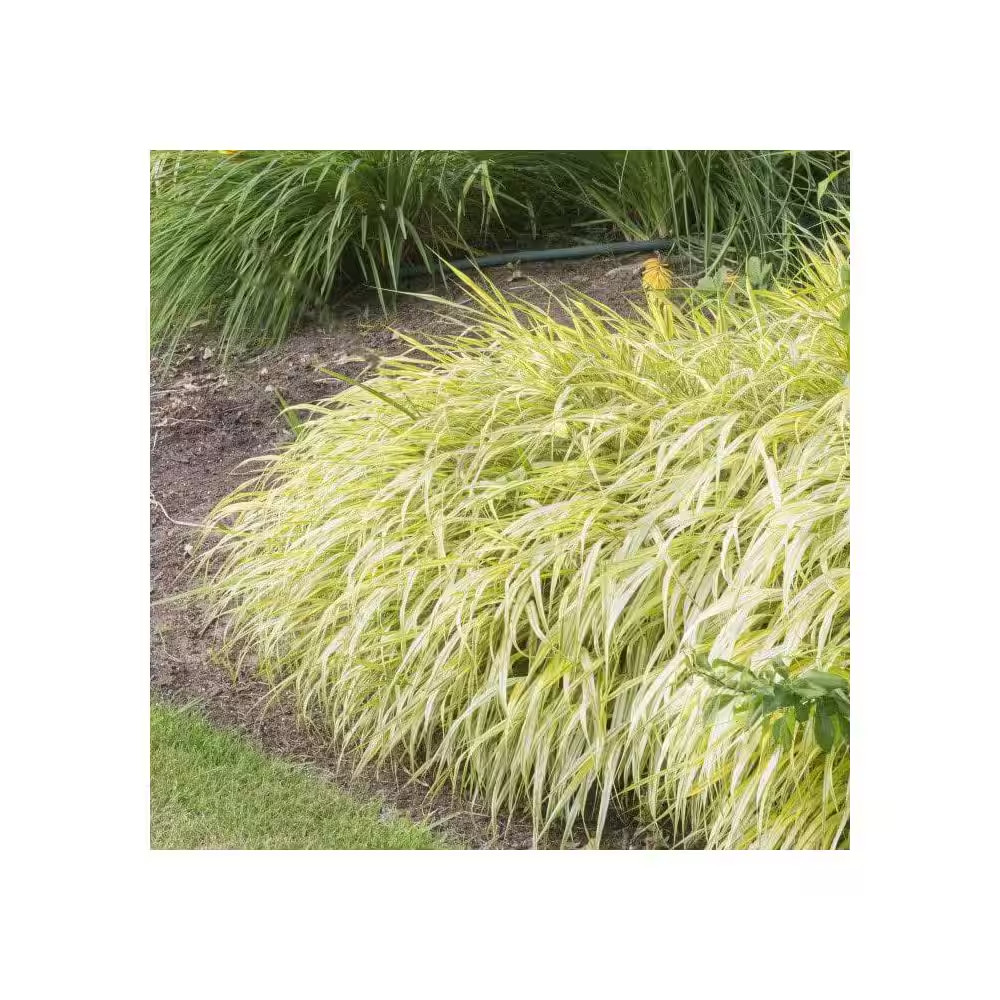1 Gal. Lemon Zest Japanese Forest Grass – Bright Yellow-Green Ornamental Grass f