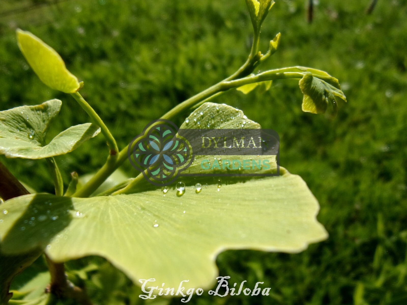Ginkgo Biloba Tree – Maidenhair Tree – Living Fossil Tree – Multiple Sizes