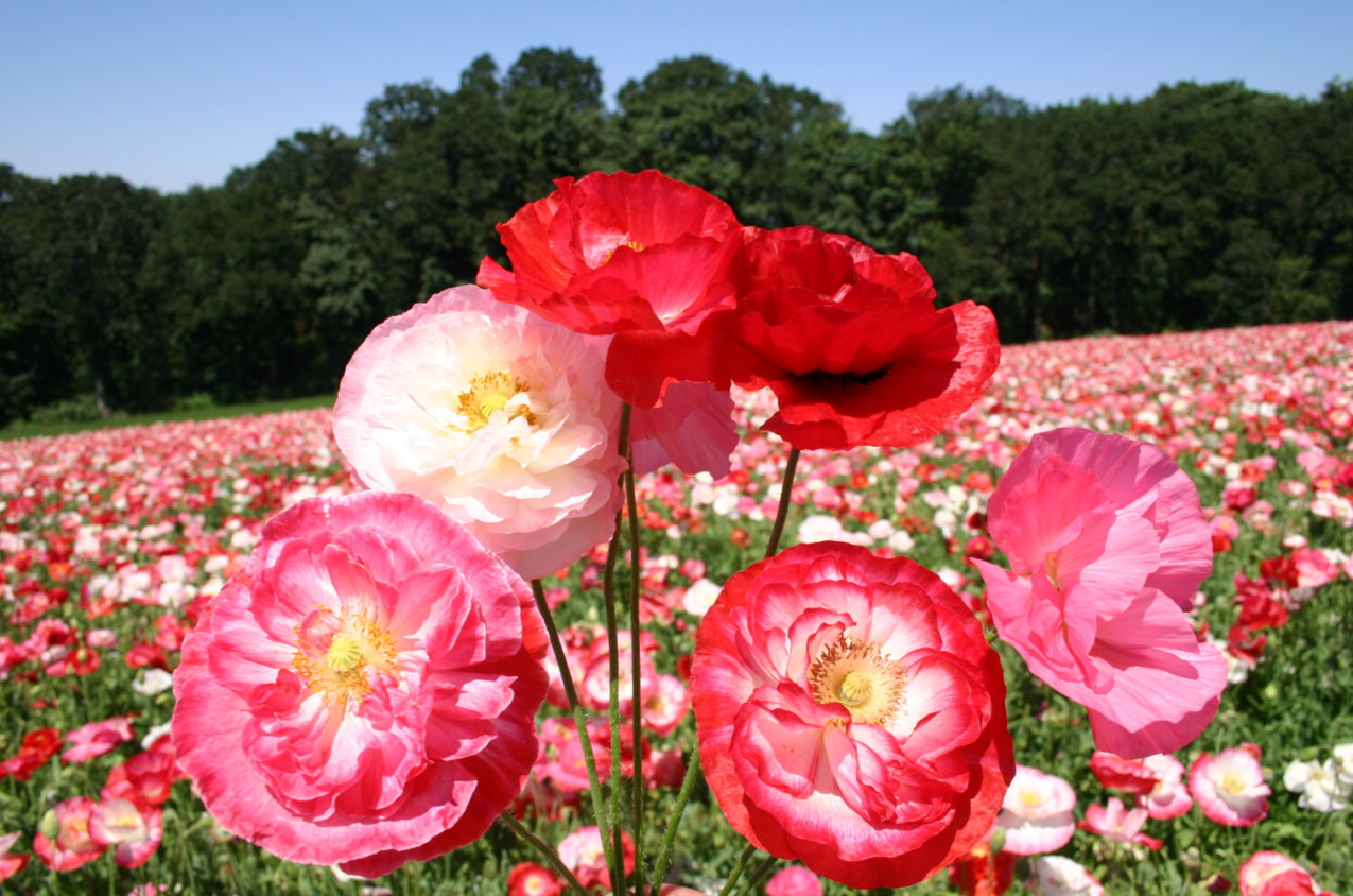 Poppy SHIRLEY MIXED DOUBLE Pink Red White Blooms Reseeds Non-GMO 2000 Seeds