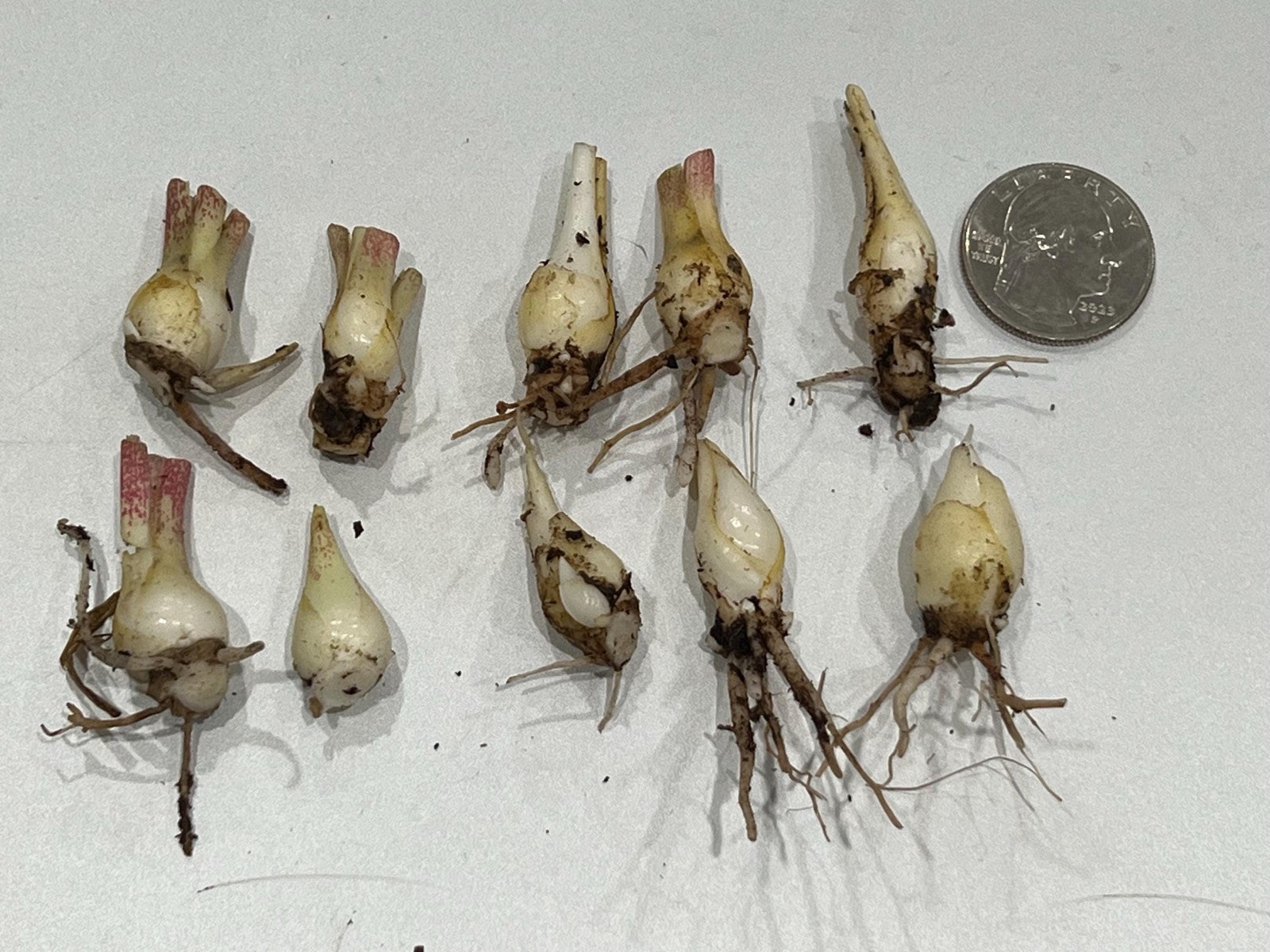 CHERRY Double Polianthes Tuberose Bulbs – US Seller