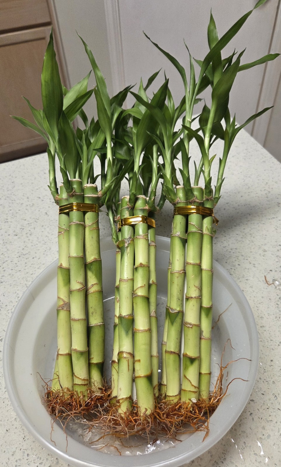 Lucky Bamboo Plants Live – 6 Stalks 8 Inches Tied in Gold Wire, Home Decor
