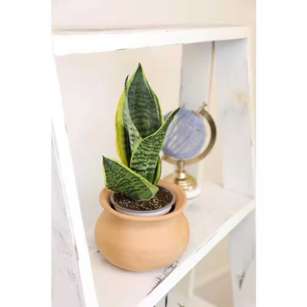 Green and Yellow Variegated Live Snake Plant (Sansevieria Superba) Air Purifying