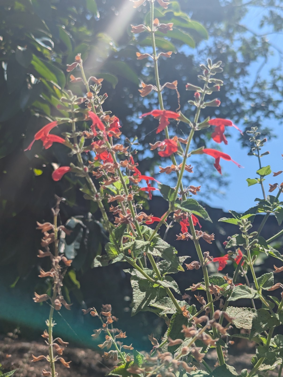 25 Pineapple Sage Seeds SALVIA ELEGANS Florida grown, Fresh Harvest FREE SHIP