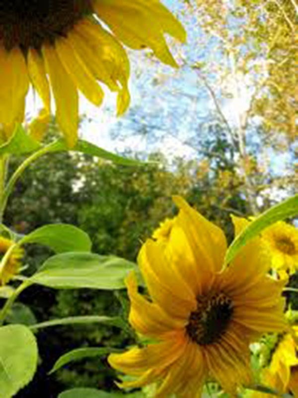 SUNFLOWER, MAMMOTH GREY STRIPE 25+ SEEDS NEWLY HARVESTED, 8-12 Foot Tall