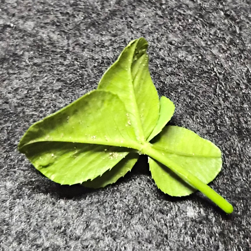 5 Leaf Clover, Yes 5 Leaf Clover I Found In My Backyard