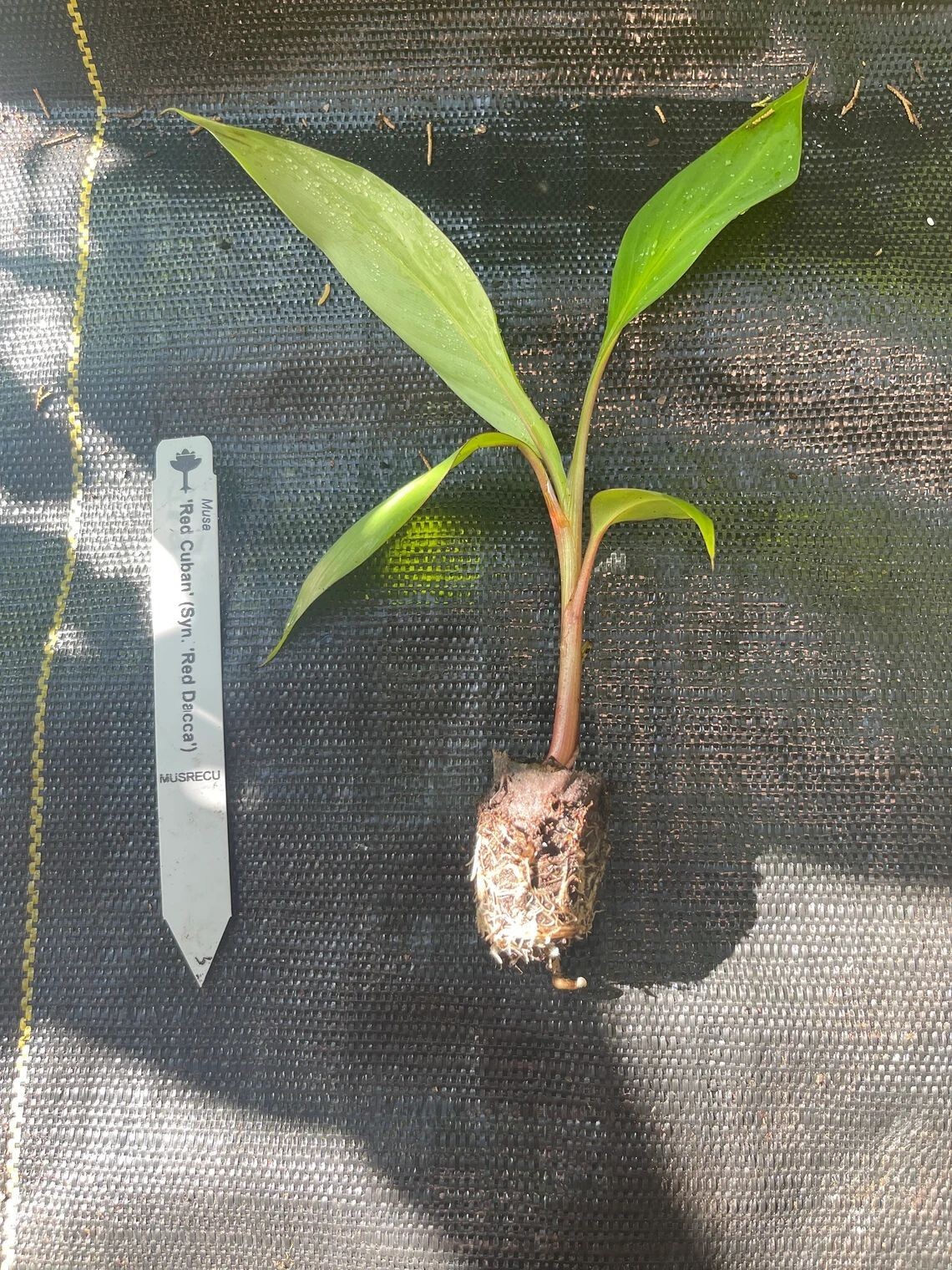 Red Dacca/Red Cuban Banana – 1 TC Plant Plug Tree – 3-6 inches – Edible Fruit!!!