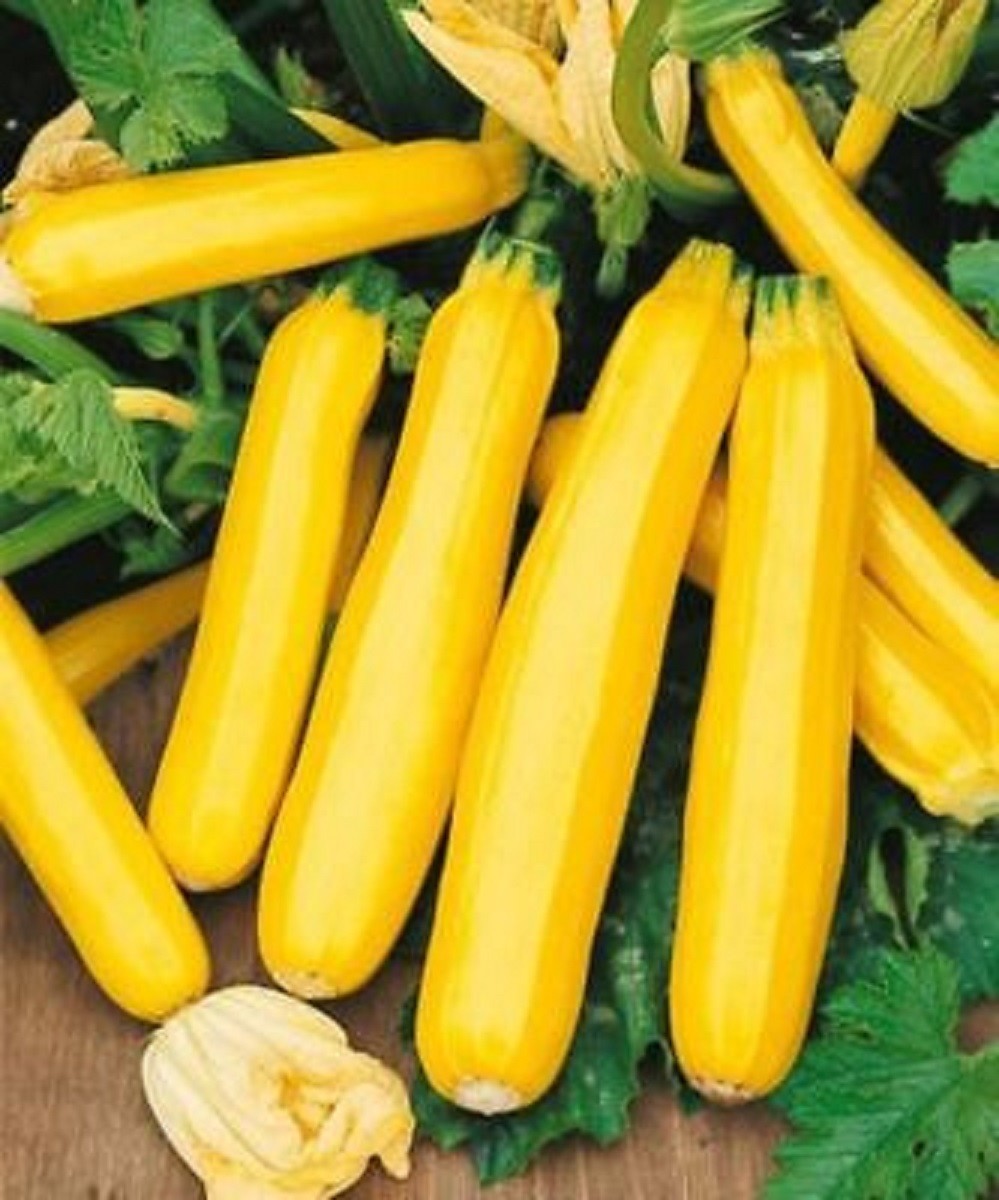 Cocozelle or Grey or Yellow Zucchini Summer Squash Seeds Italian Non-GMO