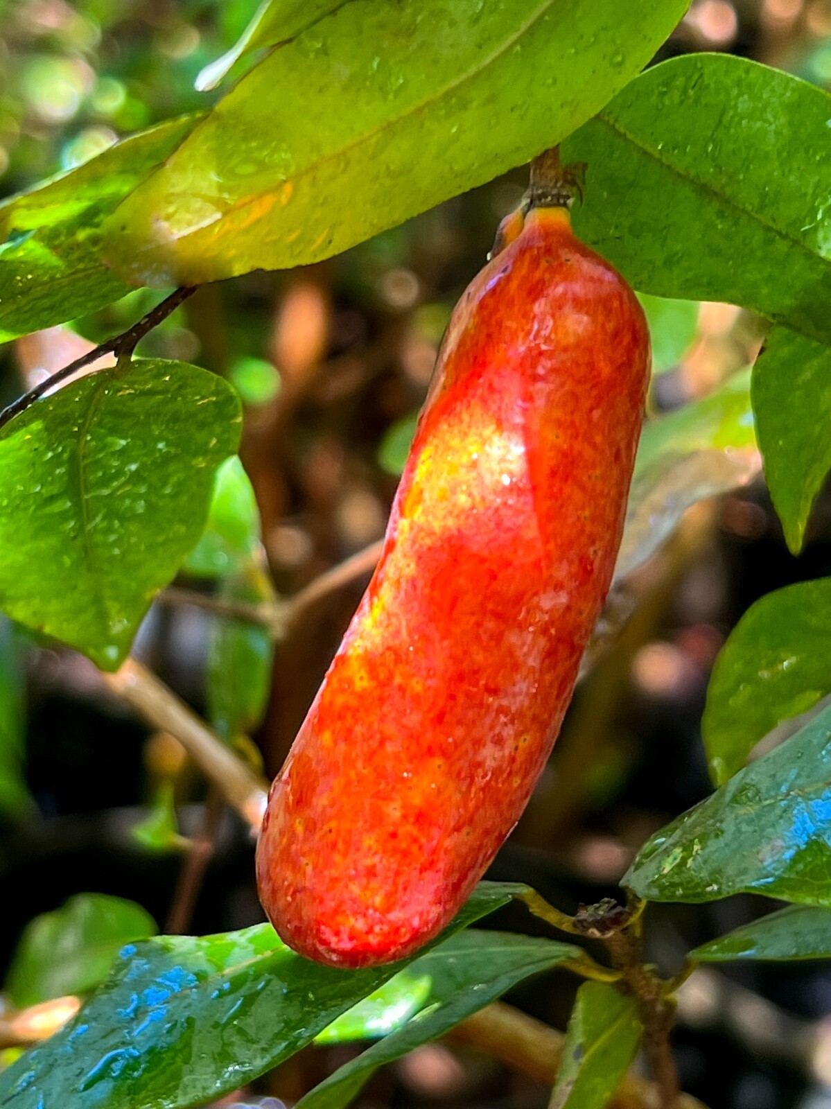 Fingersop Meiogyne cylindrocarpa Red Paipai Fruit Tropical Tree Plant RARE