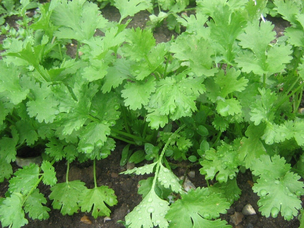 200+ Leisure Cilantro Coriander Seeds Heirloom Non-GMO| Free Shipping #32