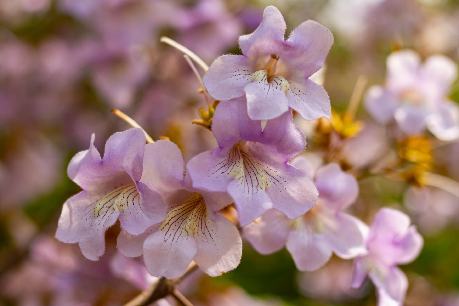 Princess Tree {Paulownia tomentosa} 100+ seeds Free US Shipping! Fast Growing