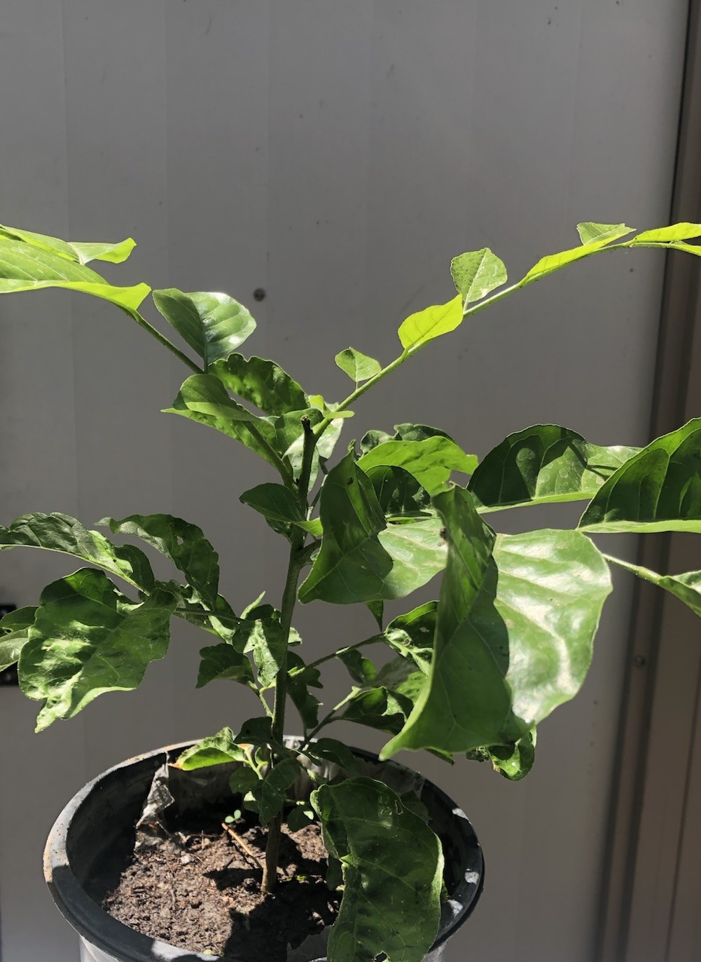 Sweet Wampee Fruit Tree 15” Clausena lansium 甜黄皮树 Ready To Plant No Pot