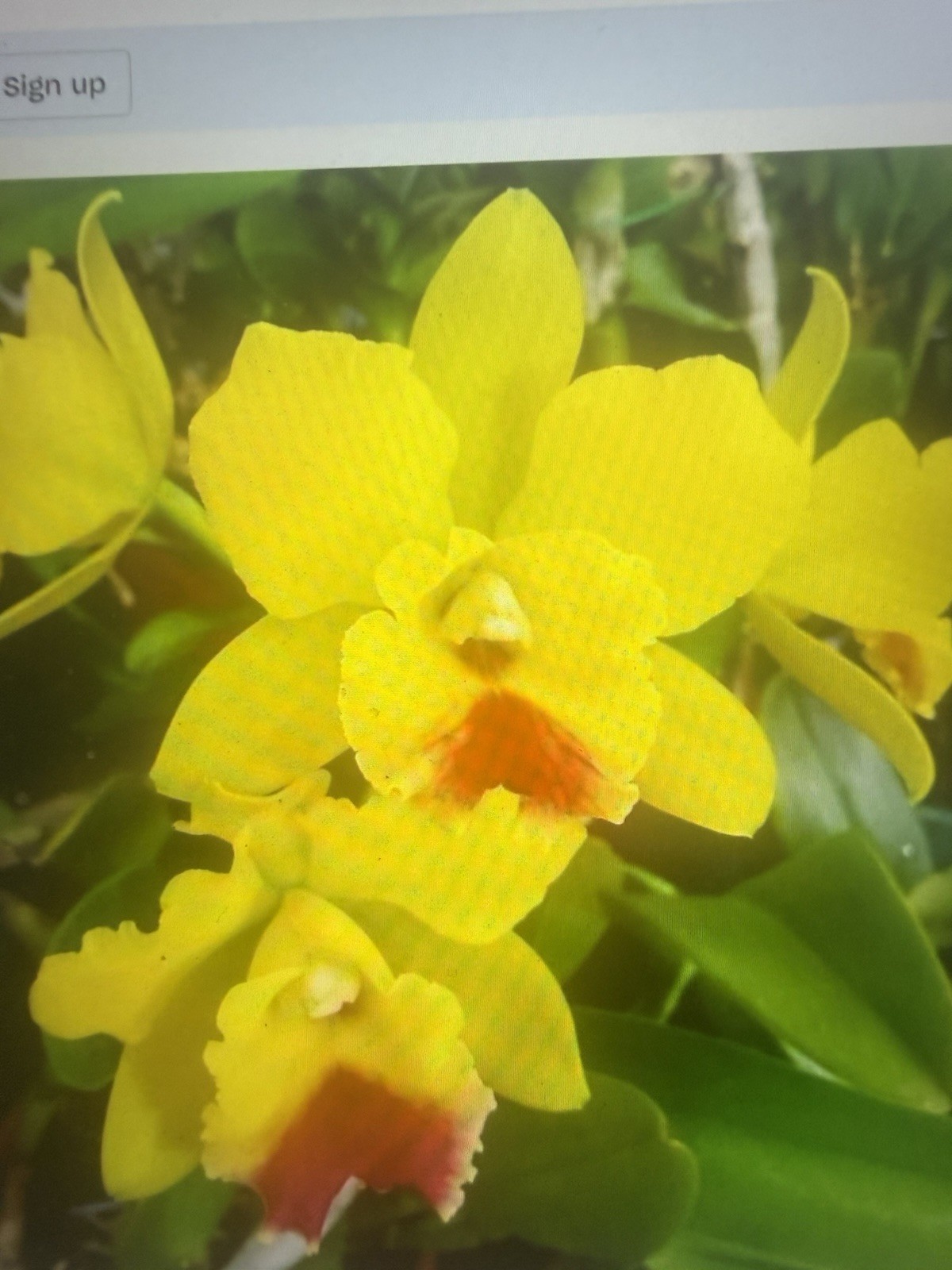 ORCHID Plants 20 Onciduim bulbs $1 each 20 minimum not marked br