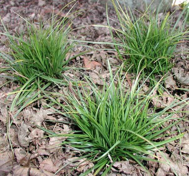Carex pensylvanica 25 Plants – 3-1/2 inch Pots FREE SHIPPING