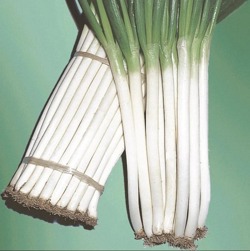 250+ Ishikura Winter Long Onion Seeds — Long Bunching
