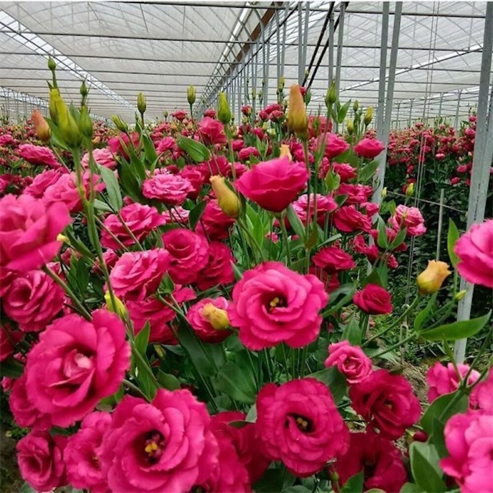 20 SEEDS mixed colors LISIANTHUS (Prairie Gentian) Eustoma flower bed USA Seller