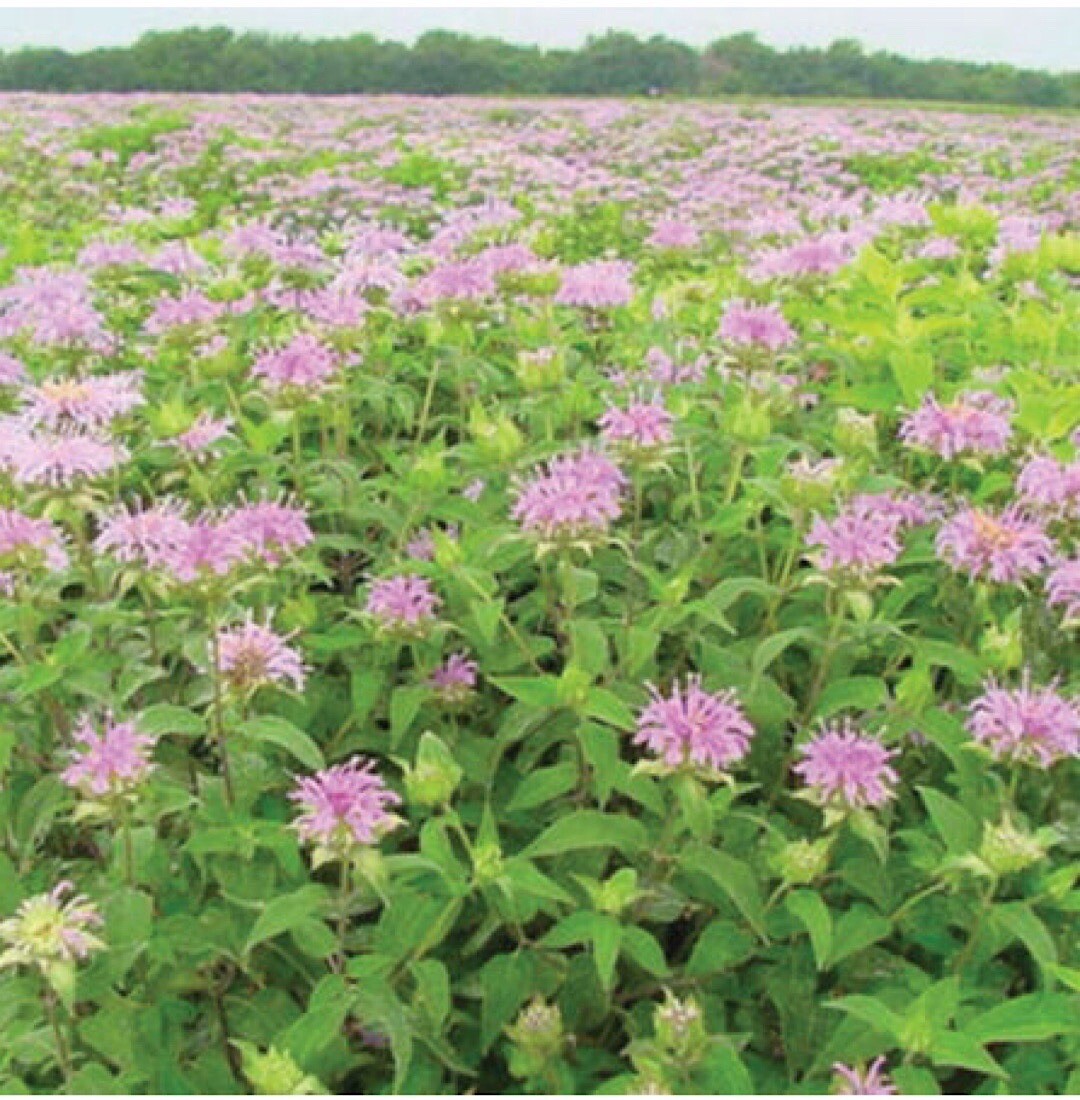 1000+ Wild Bergamot Seeds, Monarda, Bee Balm, Attracts Butterflies & Bees , USA