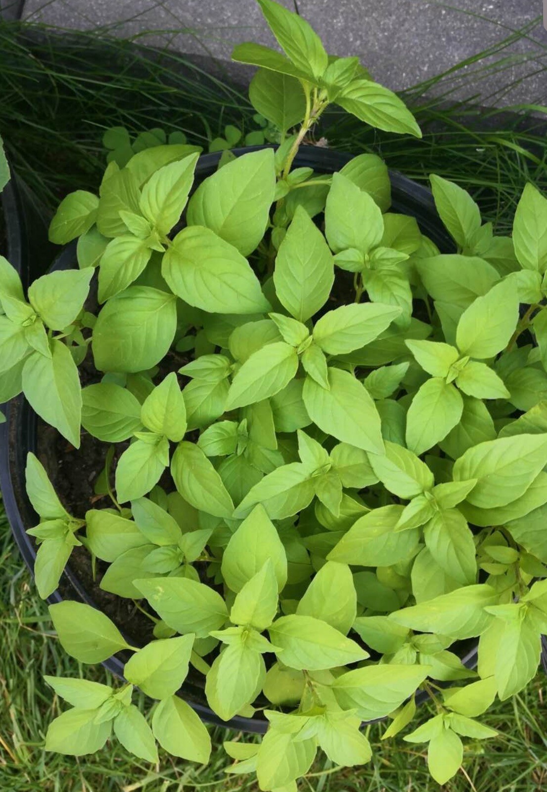 260+ Large Leaf Asian Basil Seeds NON-GMO SEEDS. 260多粒大叶荆芥种子. 2023年新产种子