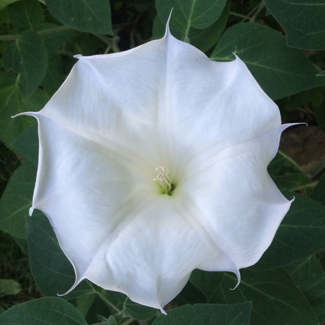 Moonflower BUSH Variety- 25 Seeds