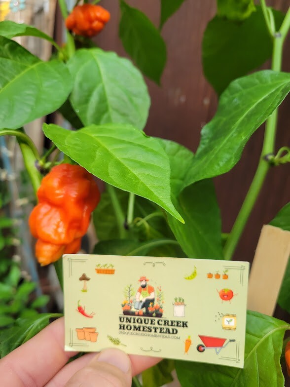 RED X Pepper Seeds Super Hot 1,000,000+ Scoville SHU Unique Creek