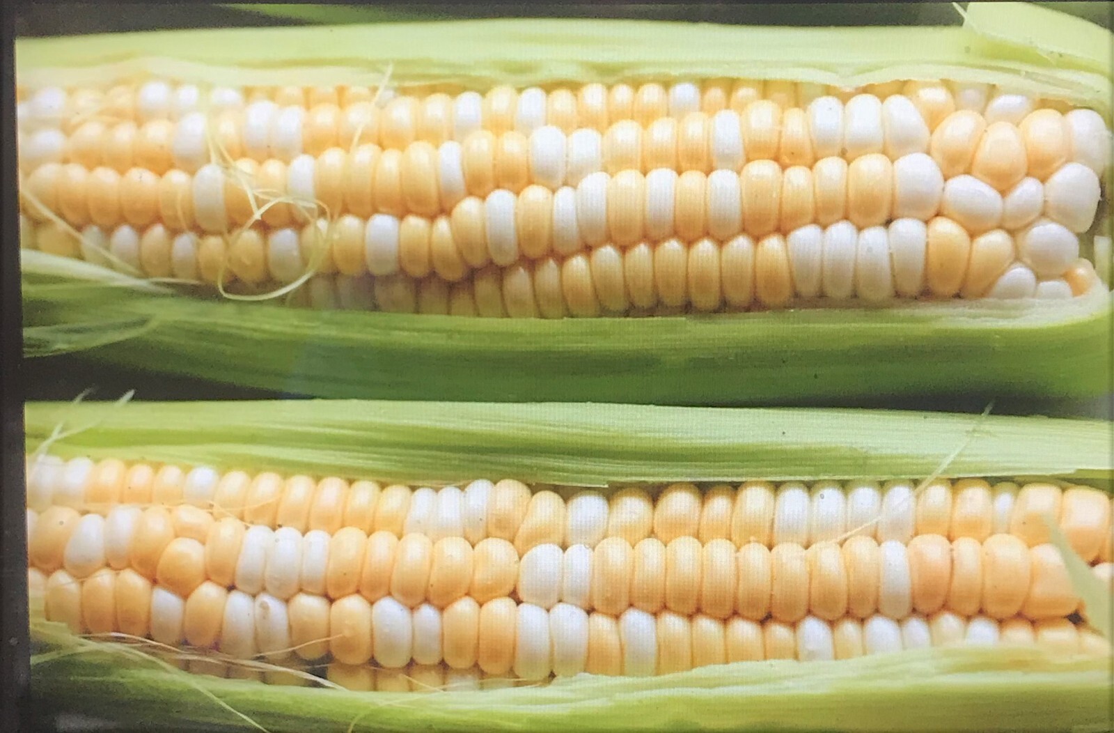 G90 Hybrid Sweet Corn Seed Bicolor Treated 100 Seeds, 1oz. 95% Germ.