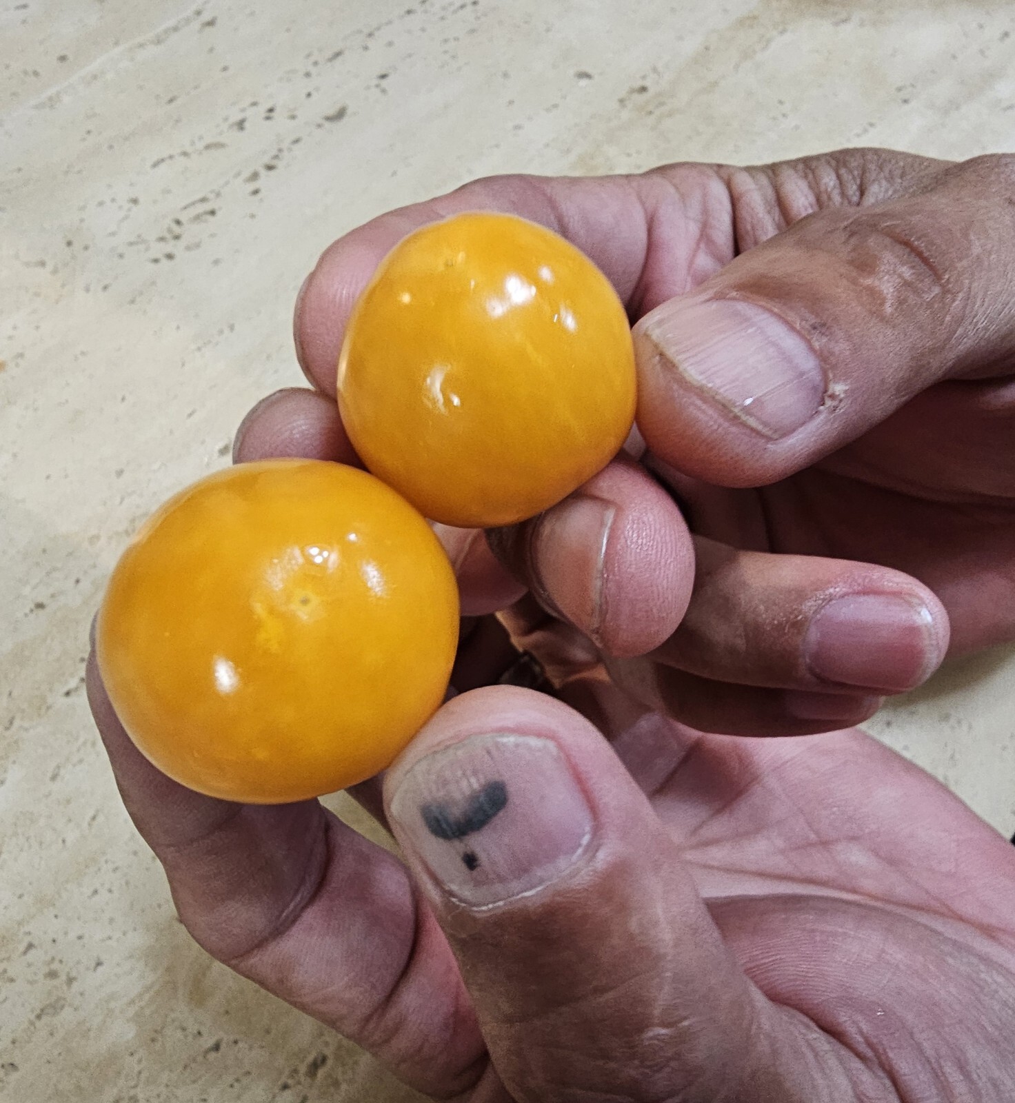 100+ Giant Poha Berry Seeds | Physalis Peruviana Golden Ground Cherry