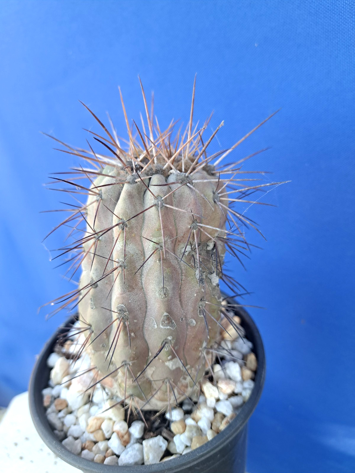 Copiapoa Haseltoniana Large Cactus Plant