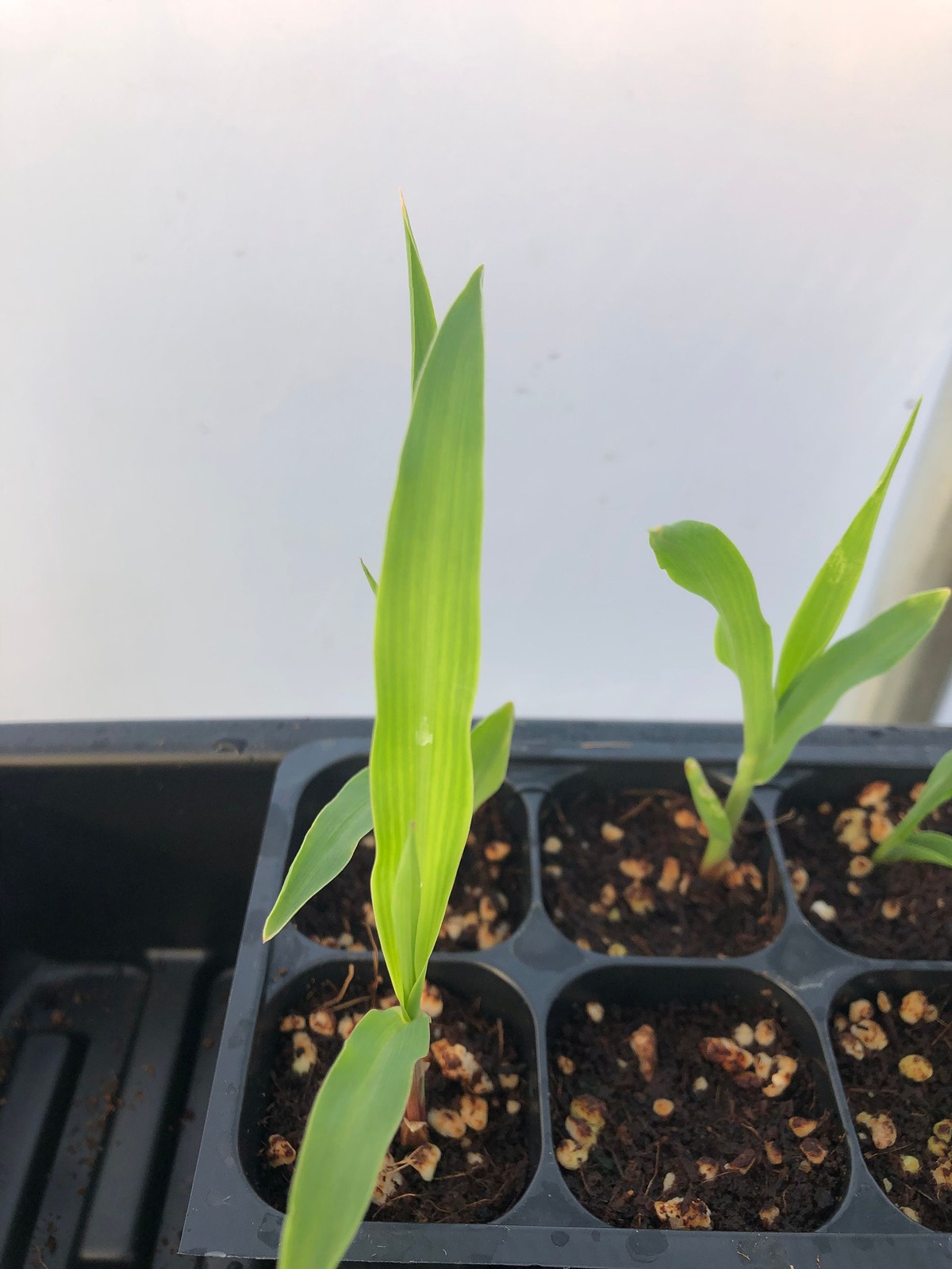 Corn Live Plants – Seedlings/Plugs- 4″- 6″ tall – 30-50 days old