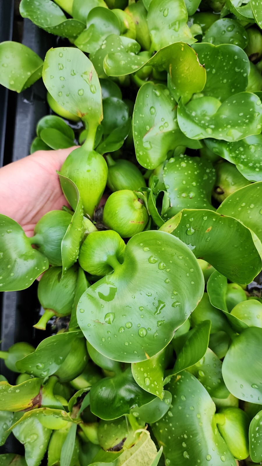 Live Water Hyacinth Tropical Aquatic Surface Pond Plant