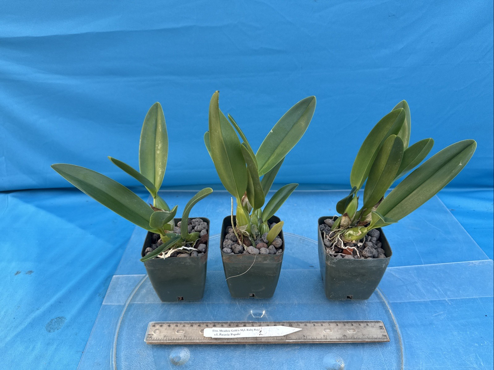 (Ltn Meadow Gold X Myl. Ruby Ray) X Cattleya Pacavia Orchid Eros 4” Pot