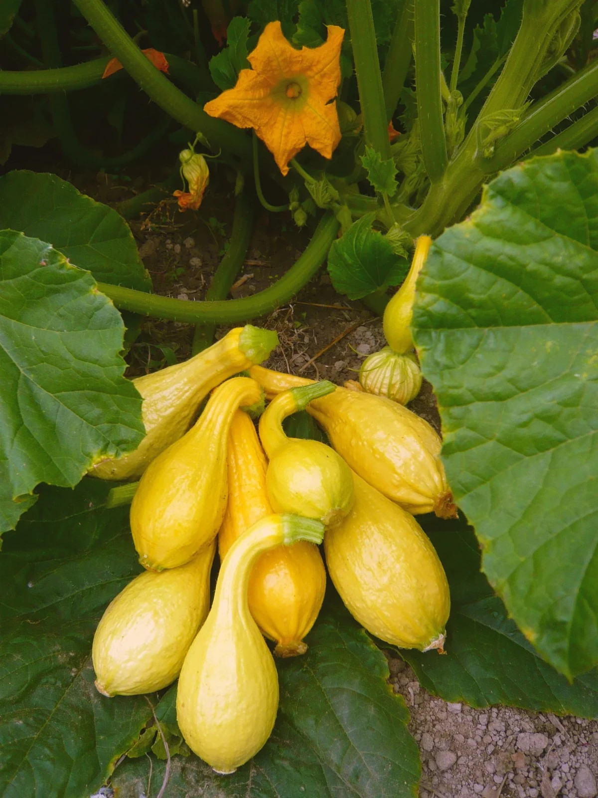 3 Yellow Squash Plants in 4″ Pot, Vegetable GARDEN planting NON-GMO