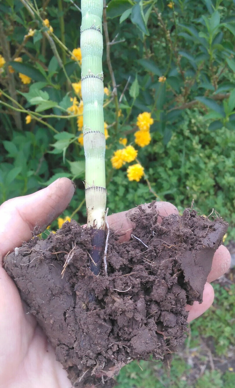 2 Horsetail Reed Grass (Equisetum hyemale) Rhizomes