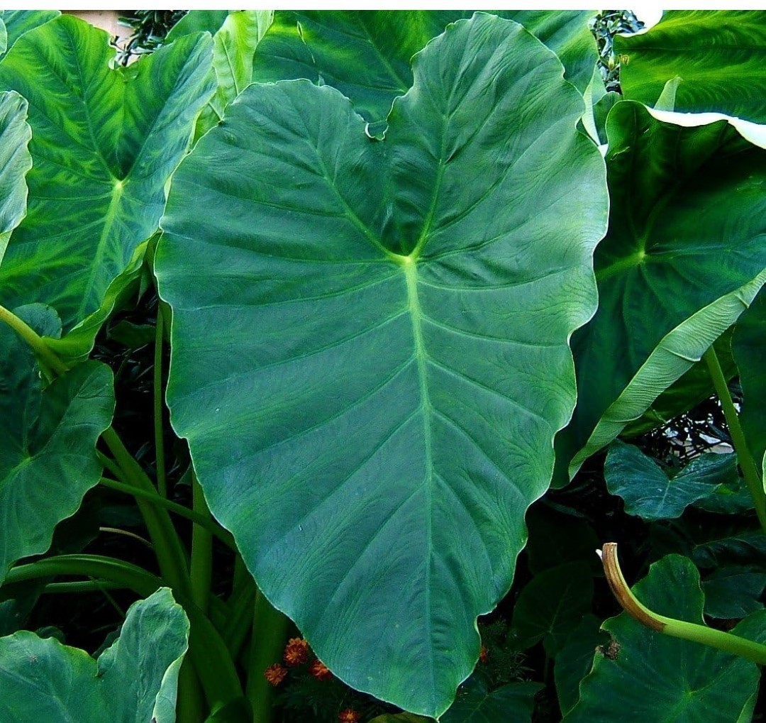 3 Elephant Ear Bulbs Colocasia Bulbs Live Ready To Plant Bulbs Medium Size