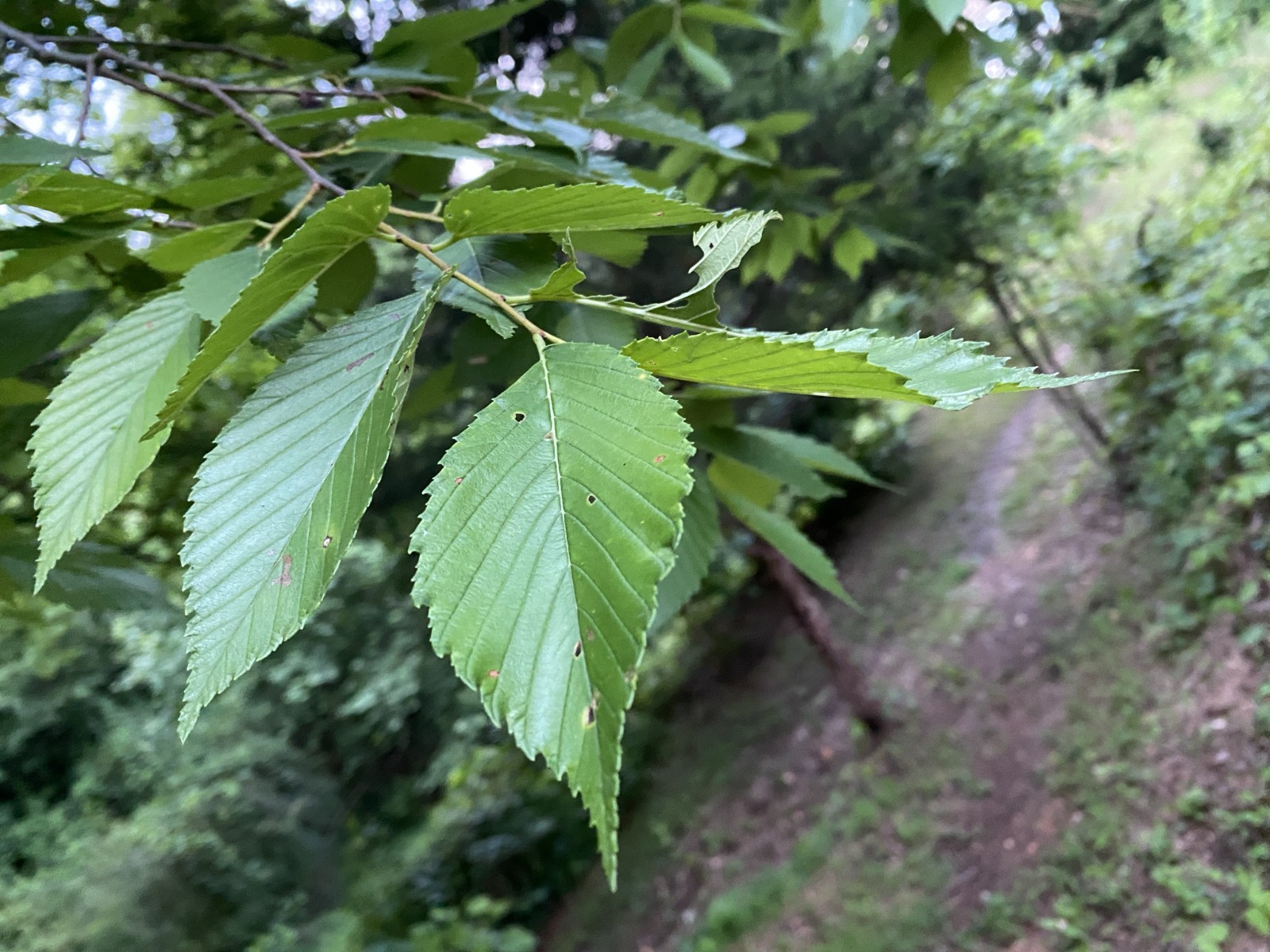 American White Elm Tree Seeds (Ulmus americana) Fast Growing Shade Tree, Hardy-2