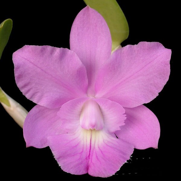 C (Snowblind x walkeriana) x Brass digbyana ‘Laura’ AM/AOS 3″ Pot 3B7