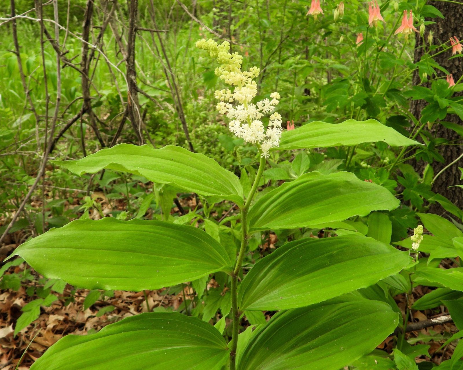 10 SOLOMON’S SPIKE White Western False Seal Maianthemum Racemosum Flower Seeds