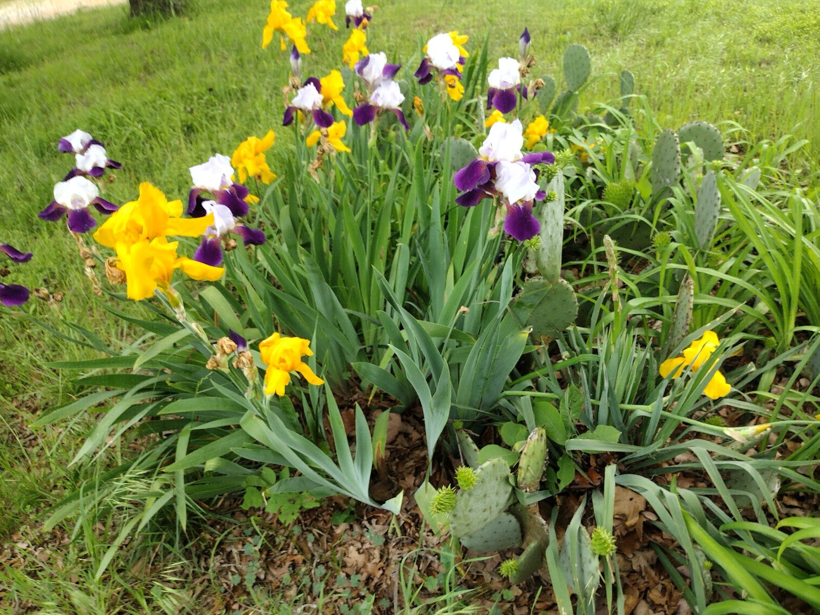 25xBearded Iris Rhizomes – Easy to Grow, FresH Mixed Colors FAST SHIPPING