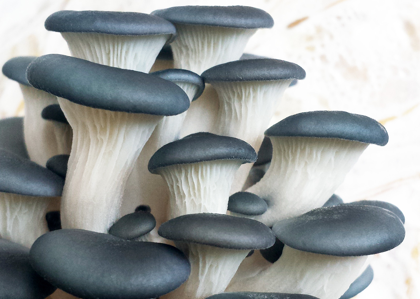 Seeds Mushroom Oyster Blue Mycelium Spawn Spores Organic Ukraine