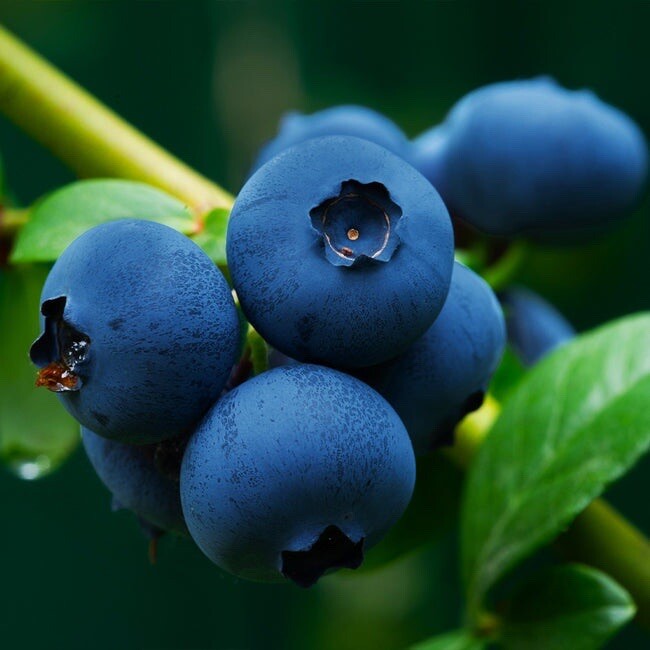 200+ SOUTHERN BLUEBERRY FRUIT SEEDS SWEET NON GMO FRESH HARVEST FREE SHIPPING