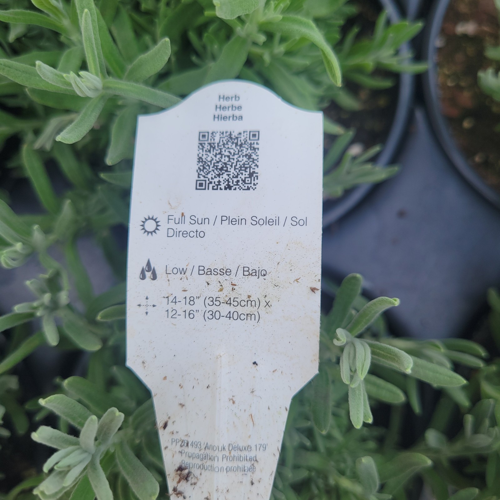 Lavender ‘Anouk DEEP ROSE’ Spanish HERB