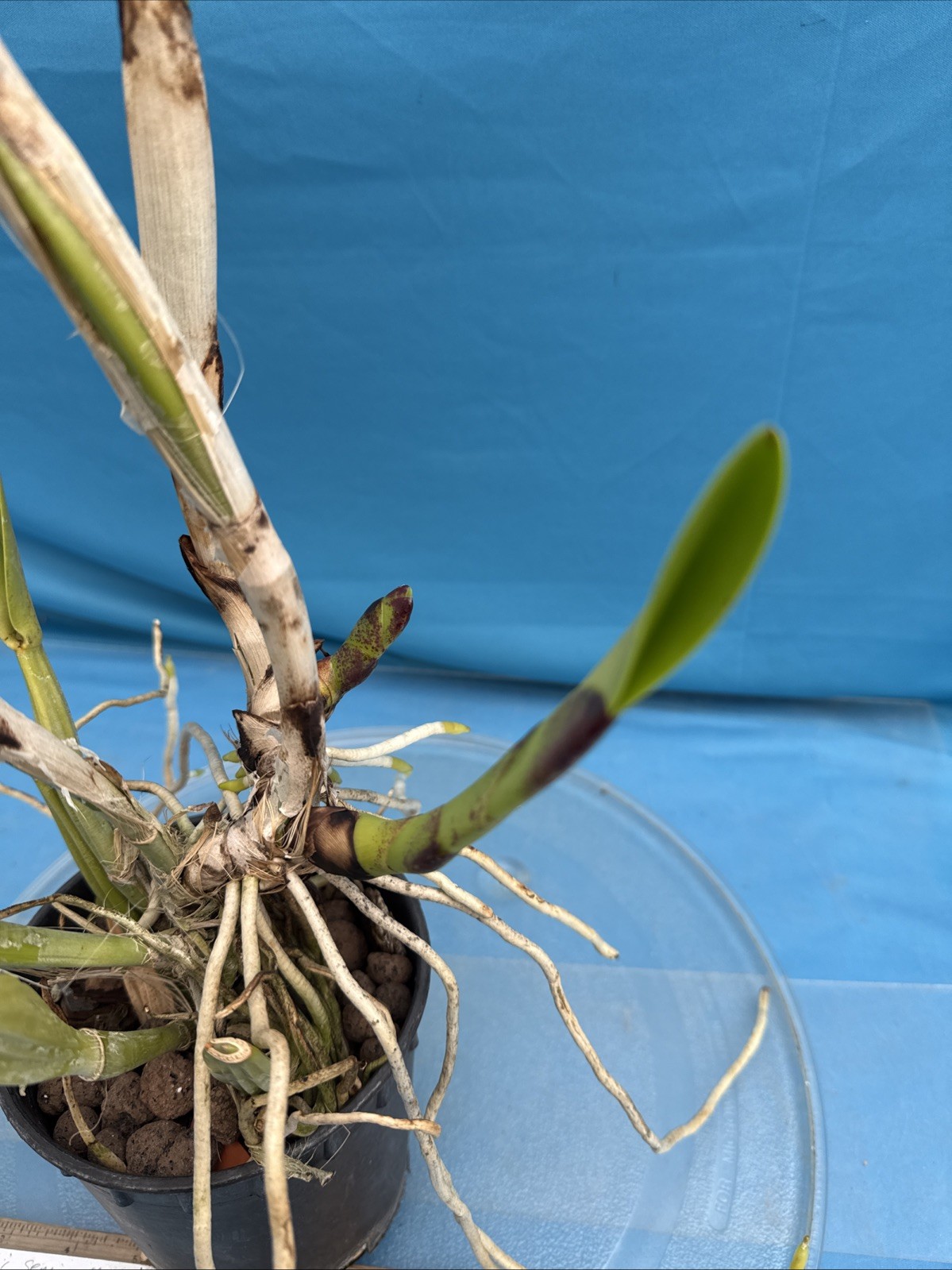 Cattleya warscewiczii S/A Purple White ‘Soft Touch’ Orchid Eros Species 5.5” Pot