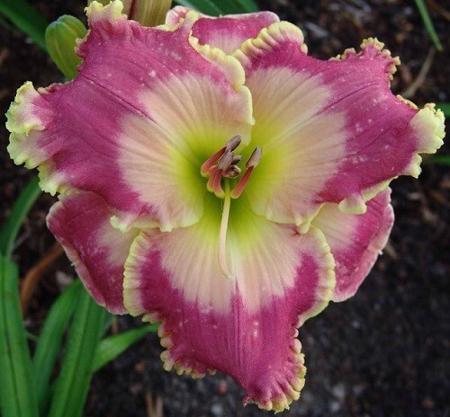 PICTURE IN PICTURE Daylilies 3 fans Return and multiply yearly World’s Finest
